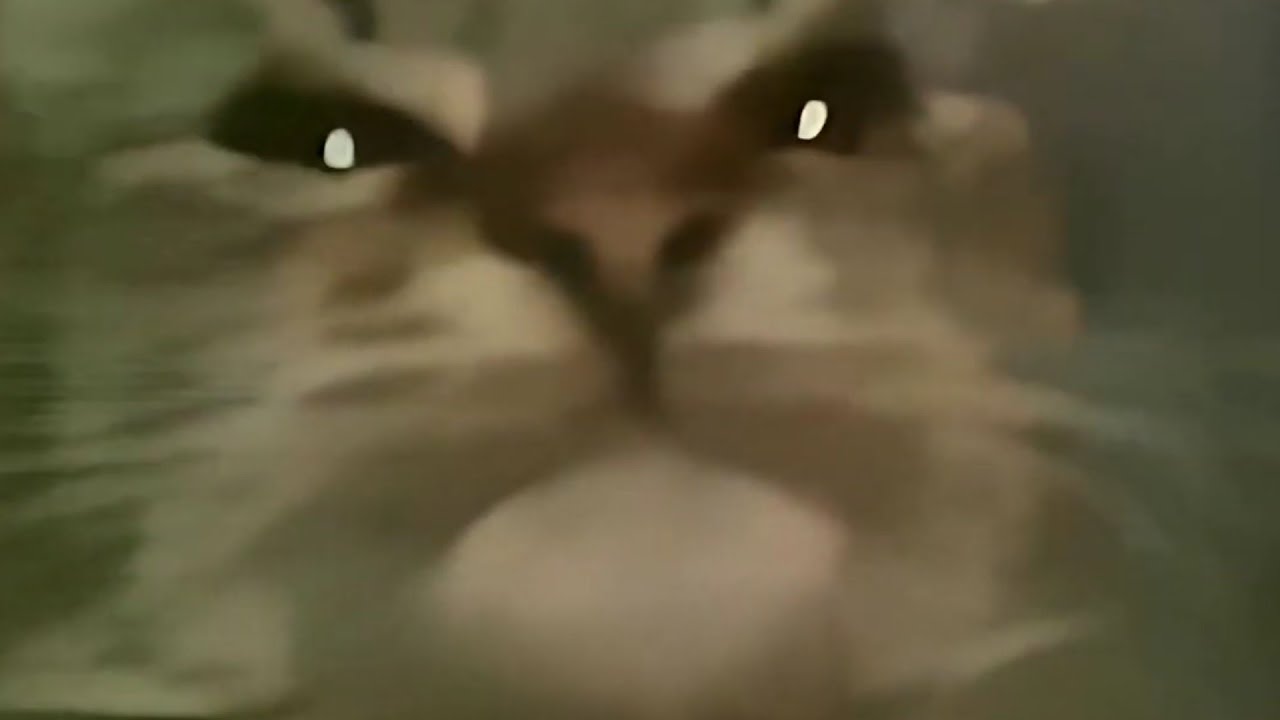 Кит кот мем. Кит ты маму мав. Кот из мема мав. Кот военный. Кит ты маму мав.