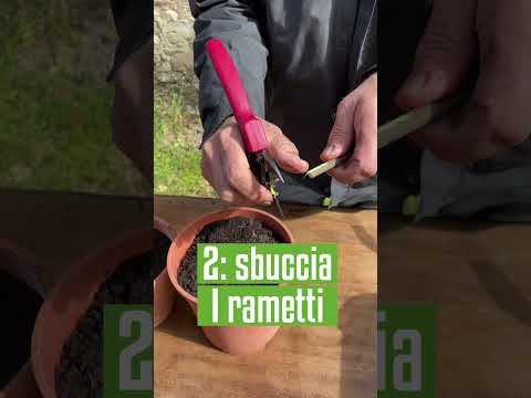Video: Arbusti di viburno a foglia d'acero - Come prendersi cura di un viburno a foglia d'acero