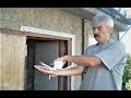 СЕВЕРОКАВКАЗКИЕ ГОЛУБИ С ЛЕТОМ И ИГРОИ / North Caucasus Pigeons (Сергей Макеев , Караганда )