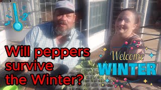 Growing peppers in Winter / Can it be done?