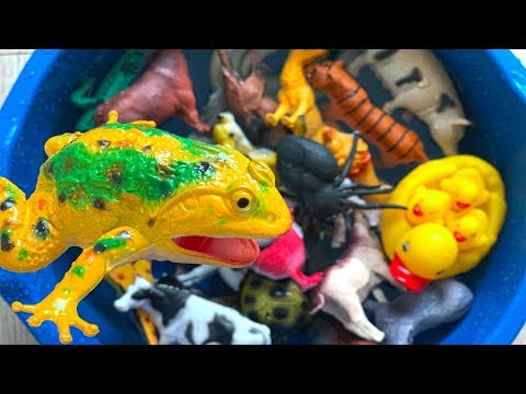 learn wild Zoo Animals Name Farm Animal Names jump in to water
