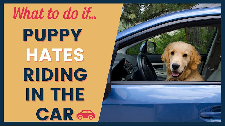 Dog Anxiety In The Car - Training Tips