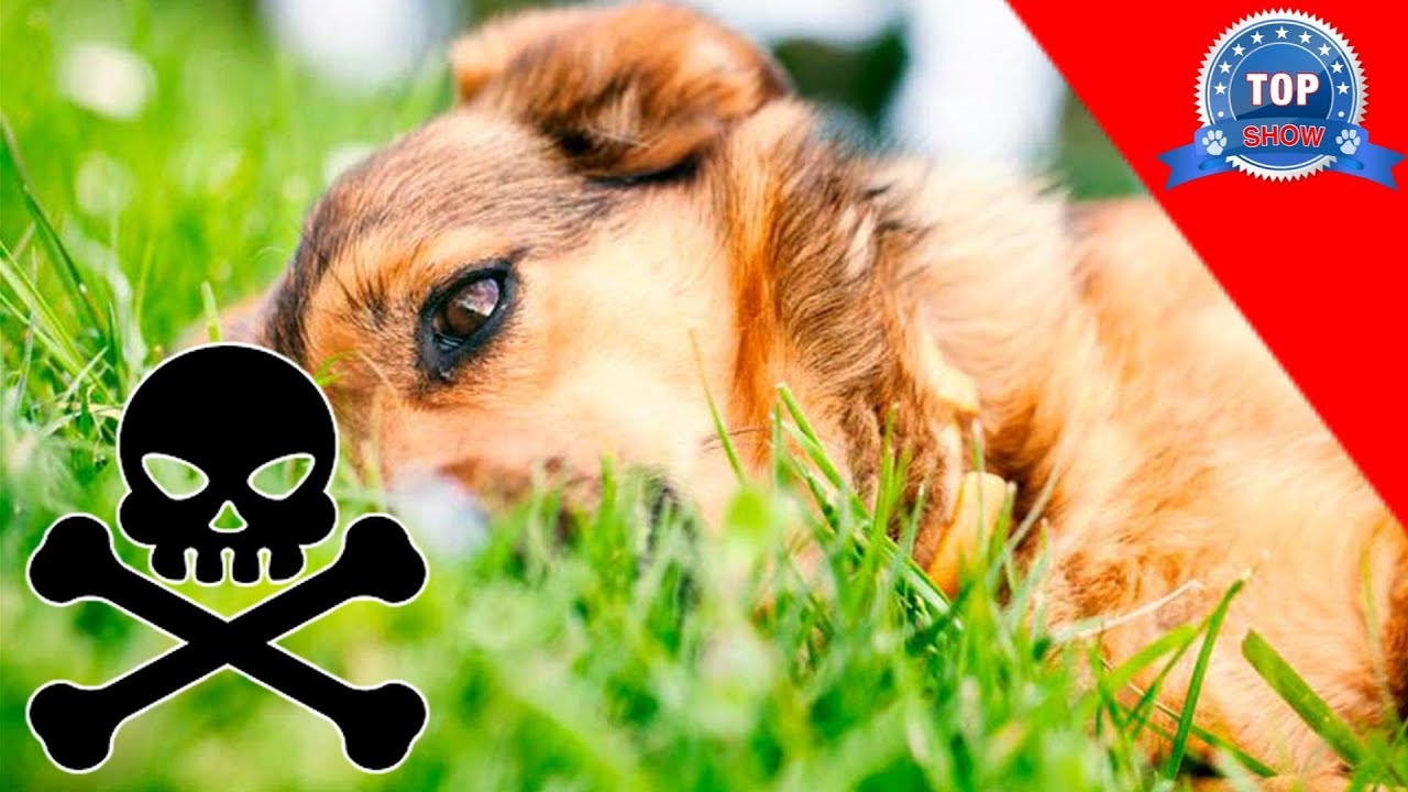 Plantas toxicas para perros Plantas toxicas