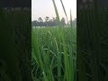 गांव देखा है मेरा 🌿🌿🌾 #farmingtraditions #villagefarming #love #nature
