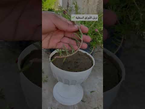 تكاثر ورد الصباح  