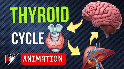 ♻️ CYCLE OF TSH - T4 - T3 ! | REGULATION OF THYROID HORMONES ANIMATION