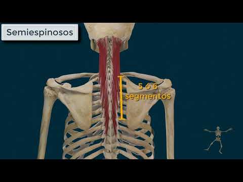 Video: ¿Funciona el erector de la columna?