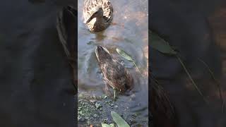 Bottoms Up. Dabbling Duck At Bournemouth Gardens. #shorts