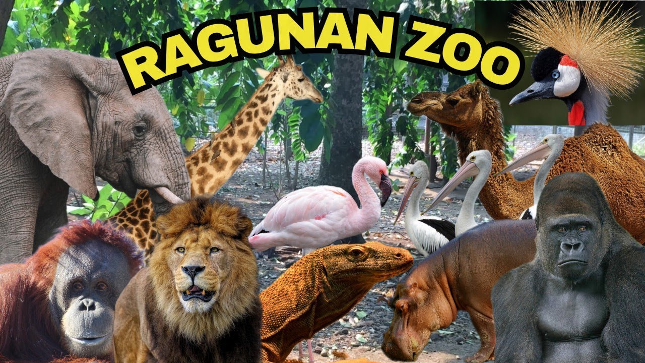 UPDATE TERBARU Kebun Binatang Ragunan Zoo | Harga Tiket, Fasilitas & Aneka Satwa #ragunan