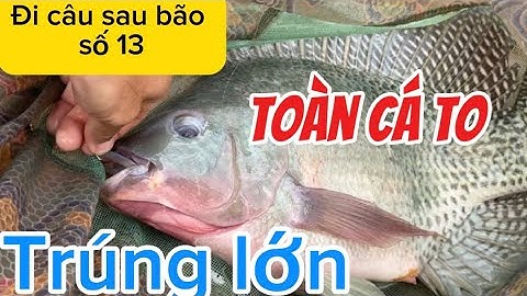 Đi câu sau Bão số 13: dính toàn có to cần thủ trúng lớn ( tại Hồ Câu Nhà Nắng)