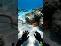 Red Sea Snake Hunting Giant Lobsters 😱 Underwater POV (Real 4K)