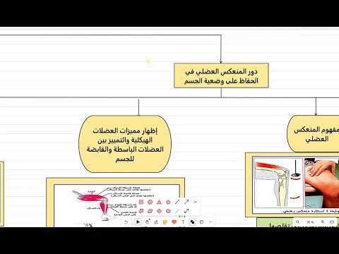 ملخص الدرس الأول زبدة دور المنعكس العضلي في الحفاظ على وضعية الجسم 2 ع ت