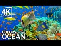 Le meilleur aquarium 4k pour la relaxation  oceanscapes relaxants  mditation du sommeil 4k u.