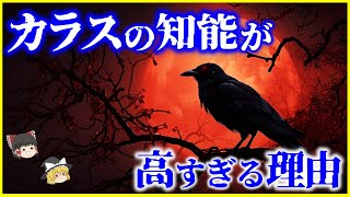 【ゆっくり解説】驚異的な能力と言語…「カラス」は何故賢いのかを解説/知能が高すぎる秘密は感覚性意識⁉