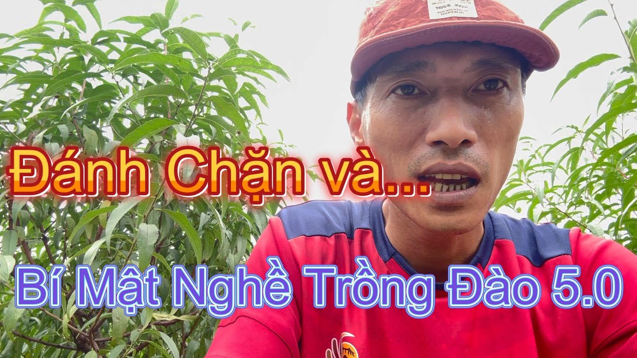 Cách Làm Đào Tết Hiệu Quả #daotetdanang #daotet2026 #daotetmiennam  #cachlamdaotethieuqua