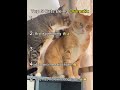 📄 Cats being extra dramatic for no reason 🐱😂 You’ll laugh at #1!