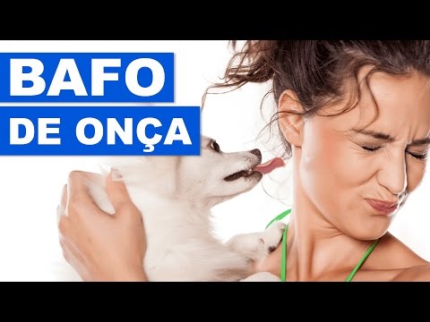 Vídeo: Meu animal de estimação tem mau hálito. O que está acontecendo para causar isso?