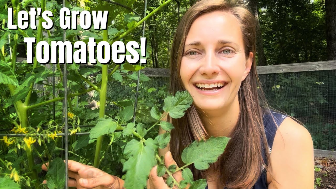 Tomato Care Growing Healthy Tomato Plants for an Abundant Harvest YouTube