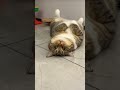 #comedy #viral #malayalam #malayalamcomedy #catmemes #cat #catscomedy #funnyreels #fypシ