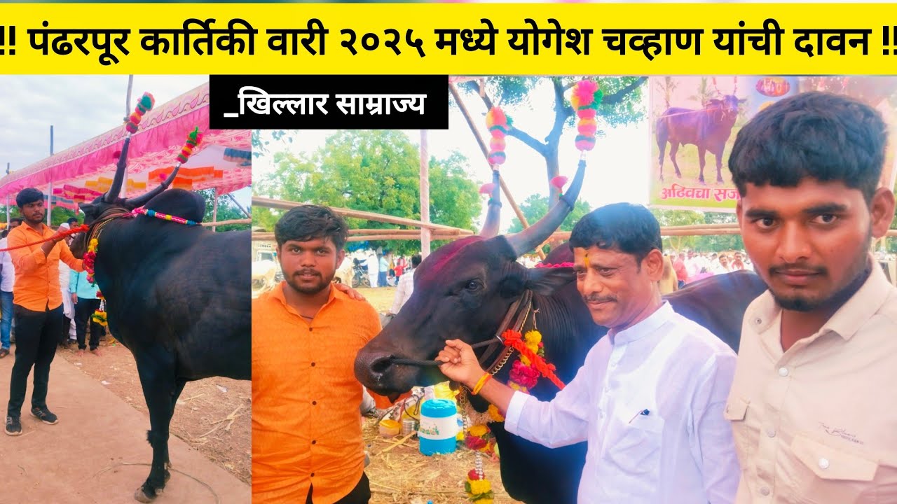 कार्तिकी एकादशी 2025 पै. योगेश चव्हाण रा.आढिव ता. पंढरपूर जि.सोलापूर 9356981749 /खिलार साम्राज्य