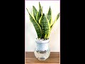 The unique idea of ​​growing the table snake plant without watering