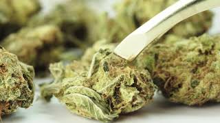 Club 420, Le plus grand club de Fumeurs de Cannabis d'Europe