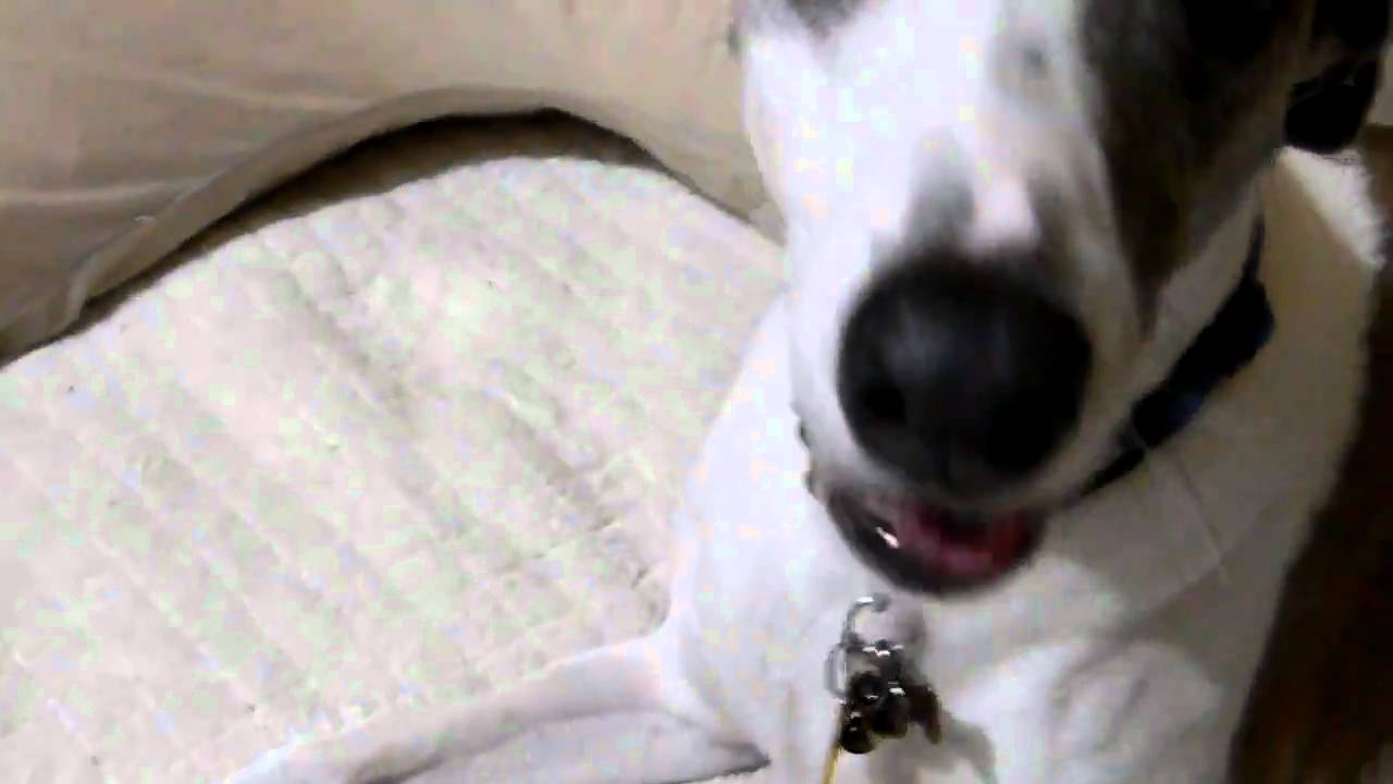 whippet mixed with jack russell