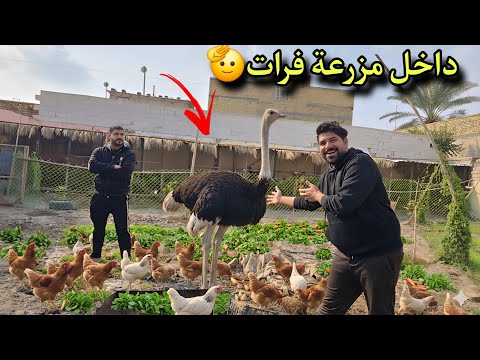 جوله في مزرعه فرات الصياد وارام موسى