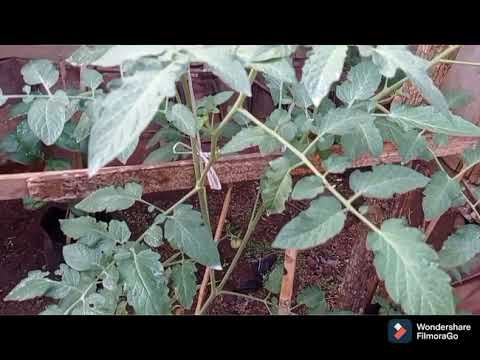Video: Tanaman Hijau Di Kebun. Bagian 1