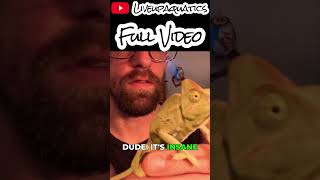 This Chameleon's Skin Reveal Will Shock You #chameleon  #exoticpets  #reptile