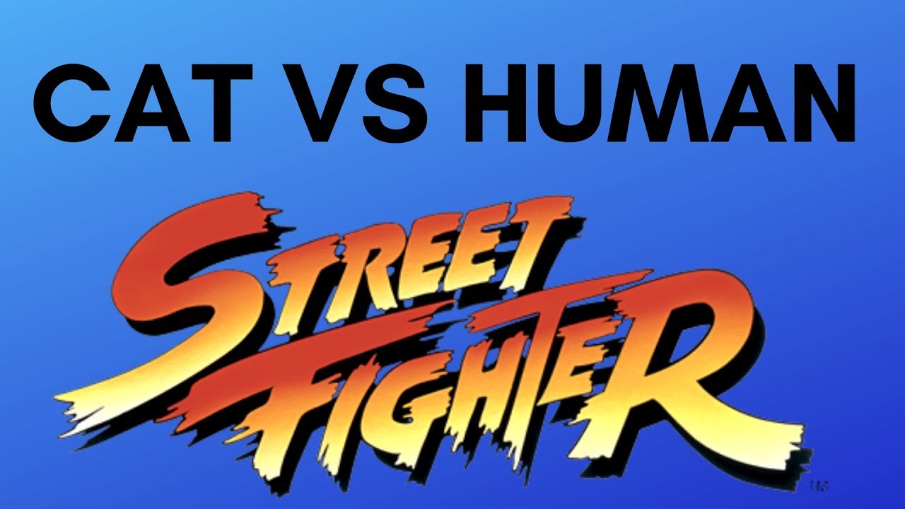 Cat vs Human Street Fighter Editon YouTube