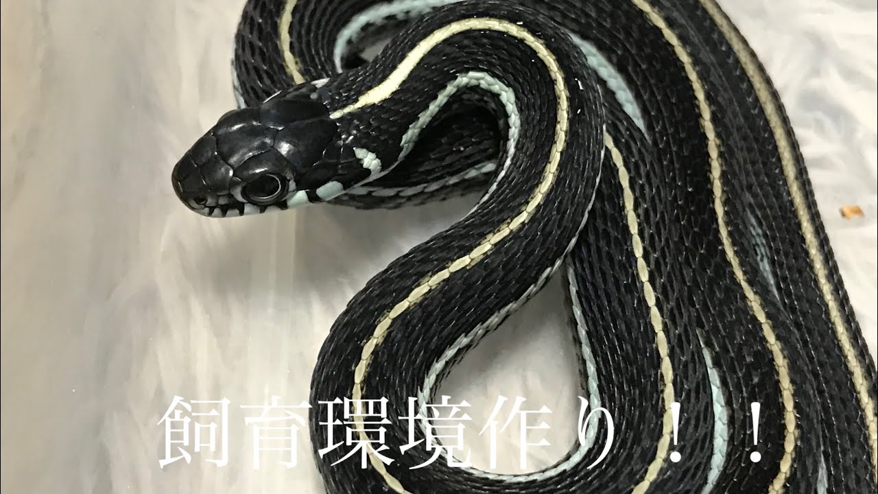 ホソスジメキシコガータースネーク環境作り Youtube