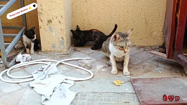 Video 5007691: cutecats funnycats cutekittens, funnycats funnycatvideos cutecat, compilation funnycats cutecats, cutekitten funnykitten, cats compilation cute funny