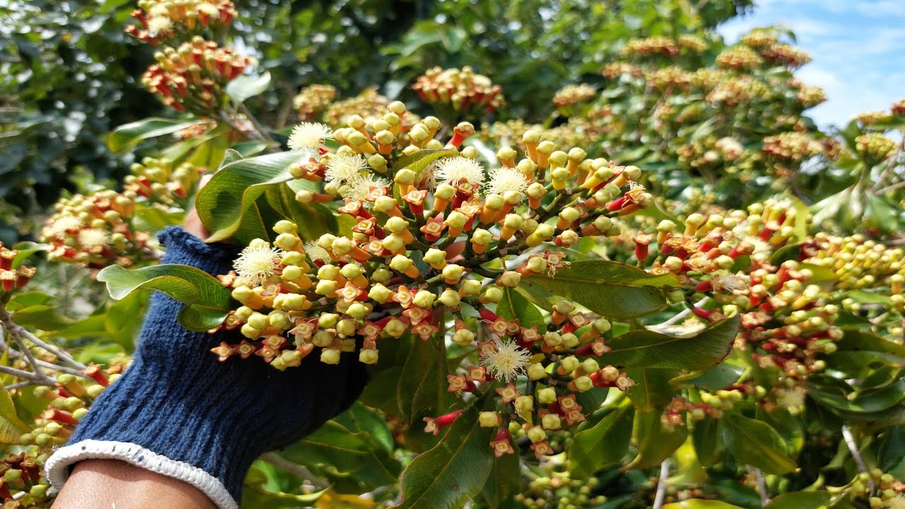 Cengkeh Berbuah Lebat #pupukcengkeh  #pupukbuah #pupukyangbagusuntukcengkeh @AzphenTani04