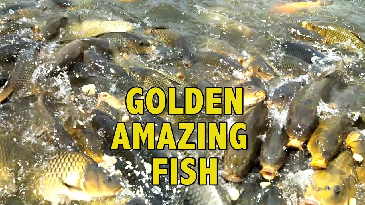 Colorful & Golden Fish In Pound The Correct way of feeding Fish in Pond