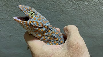 Tắc kè siêu khủng 200g , bán tắc kè , tư vấn giá tắc kè #tacke #tackehoa #traitackephuchau