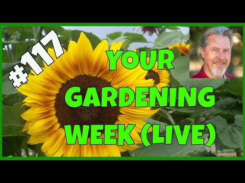 Vídeo: Problemes de mulch al jardí: problemes comuns associats amb mulch