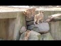 Lion Cubs Playing - At the National Zoo