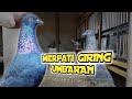 Merpati Liar Giring Keket Di Umbaran