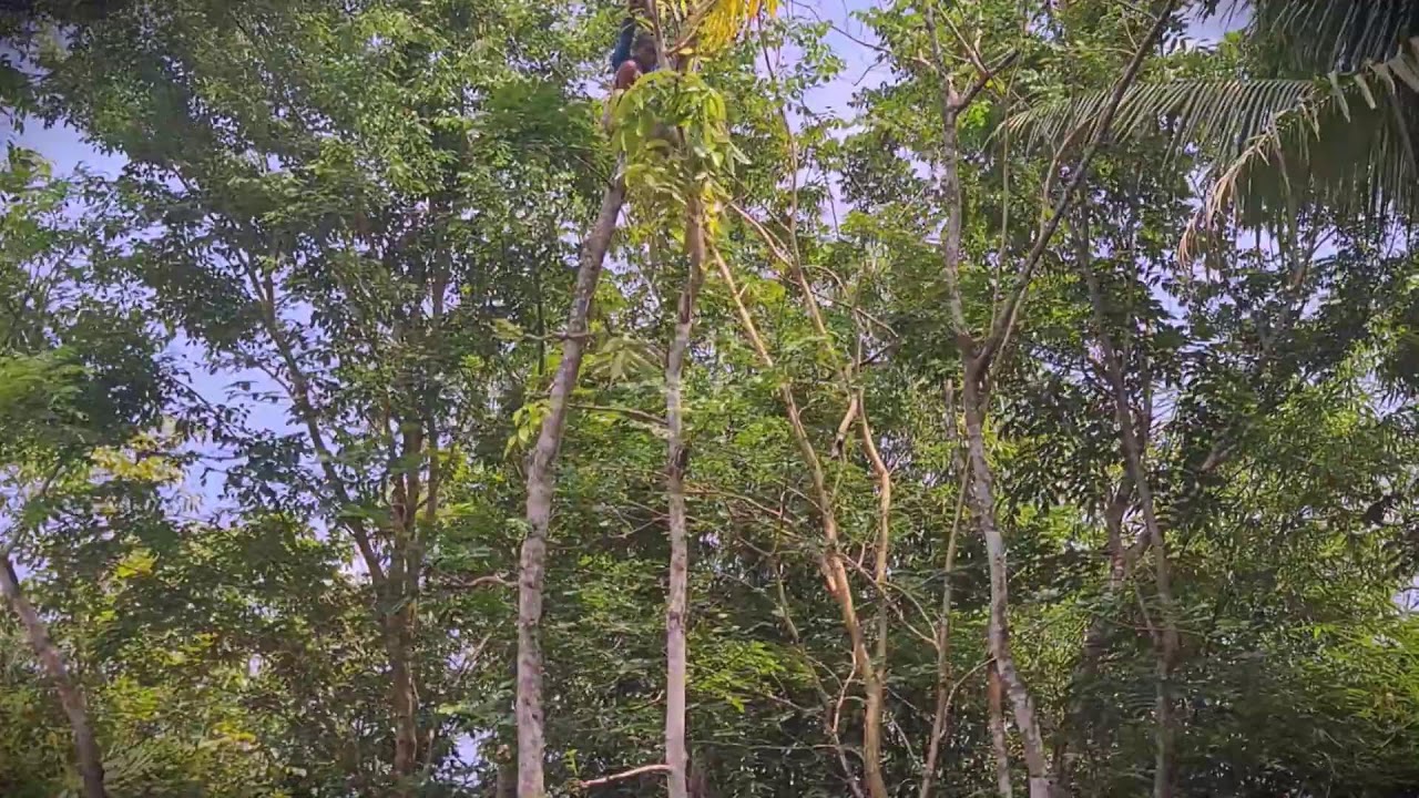 Traditional Foraging: Pruning Tree Leaves from Above _FarmersLife _Shorts