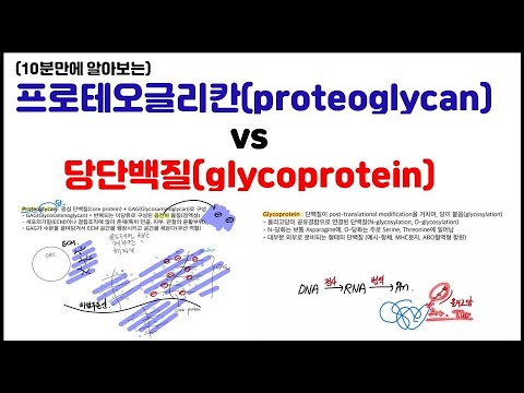 [거대분자] 3.4 프로테오글리칸(proteoglycan) & 당단백질(glycoprotein) 차이