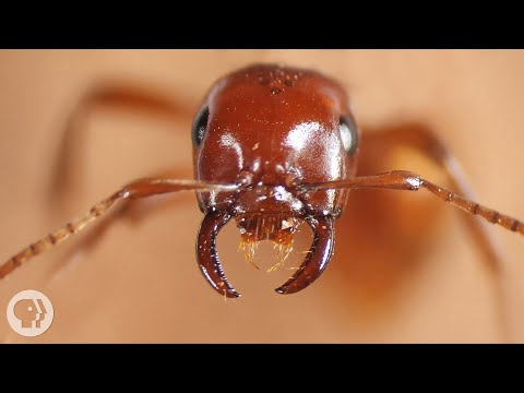 Kidnapper Ants Steal Other Ants&#039; Babies - And Brainwash Them | Deep Look