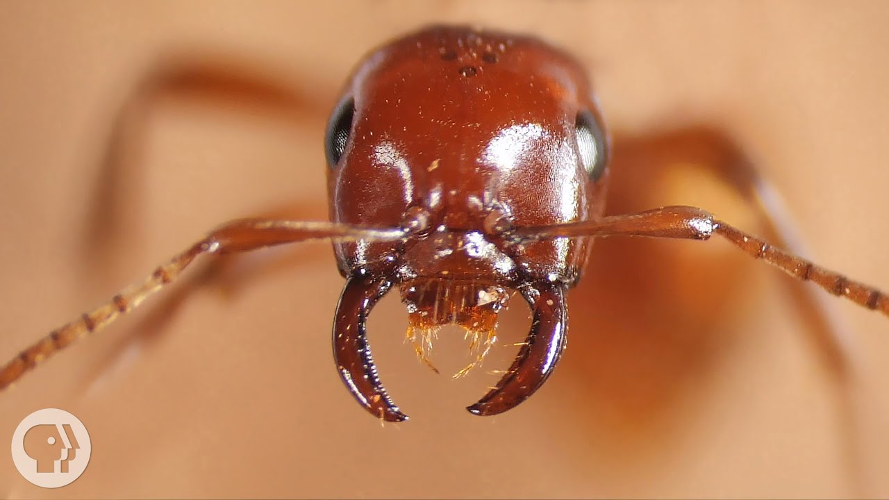 ⁣Kidnapper Ants Steal Other Ants' Babies - And Brainwash Them | Deep Look