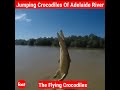 Jumping crocodiles of adelaide river  purnima lodha  factovation