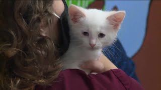 20 families adopt felines at Richmond Animal League's Kitten Shower