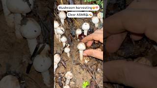 Perfect shaped jungle mushrooms 😍😍🍄 Wow..!😍❤️ #asmr #youtubeshorts #trending