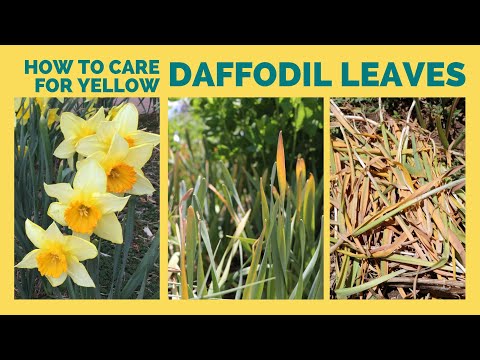 How to Care for Yellow Daffodil Leaves After Flowering