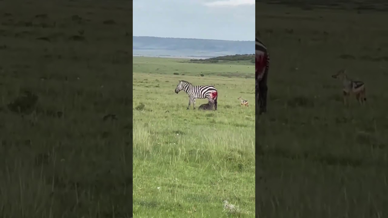 Against all odds hyena trying his luck