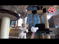 ドギーマンハヤシ　猫タワー【瀬戸の三毛猫日記】 Nwe Cat tower