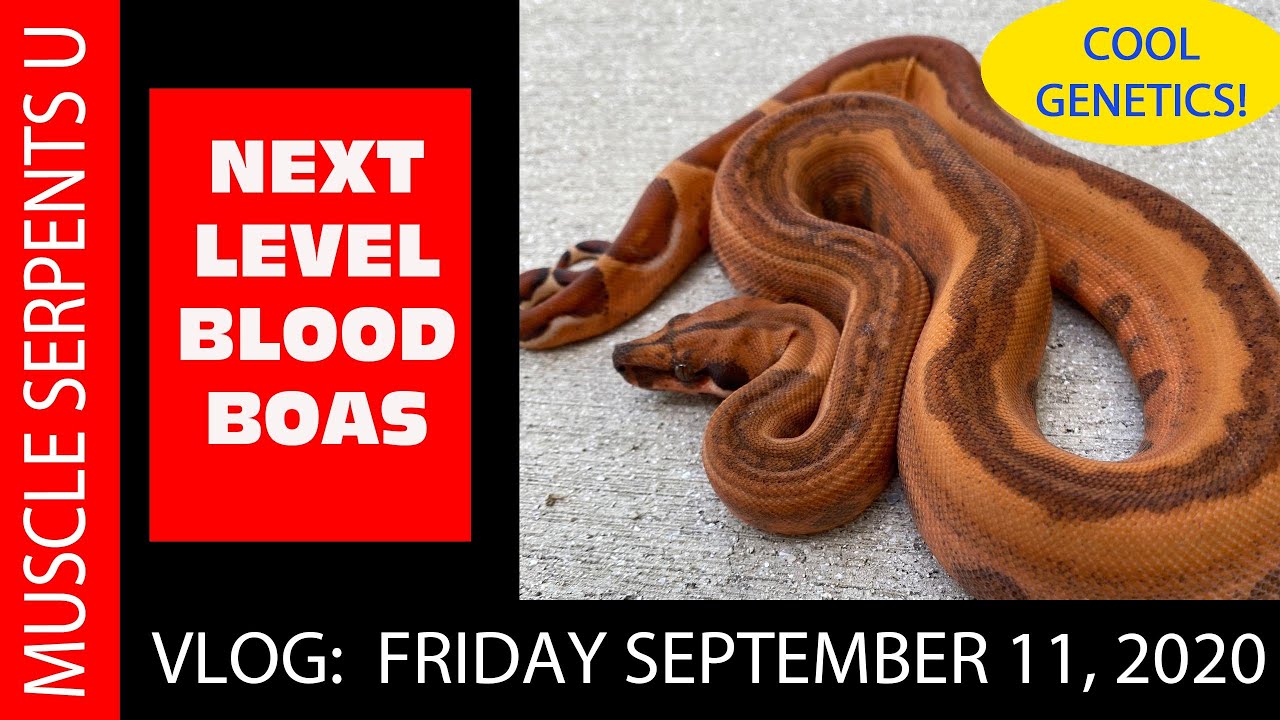 MAKING THE BLOOD GENE GREAT AGAIN! September 11, 2020